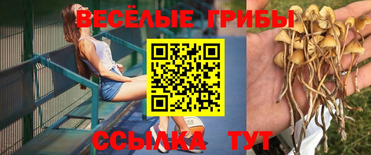 Ачхой-Мартан  Псилоцибиновые грибы Psilocybe  где продают наркотики  Вход с VPN 